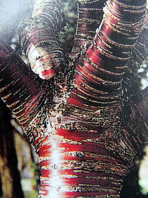 Corce_rouge_web